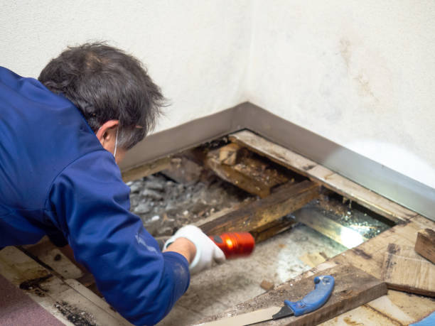 Reliable Lantana, TX Mold Removal Solutions
