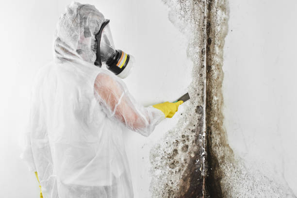 Best Attic Mold Removal  in Lantana, TX