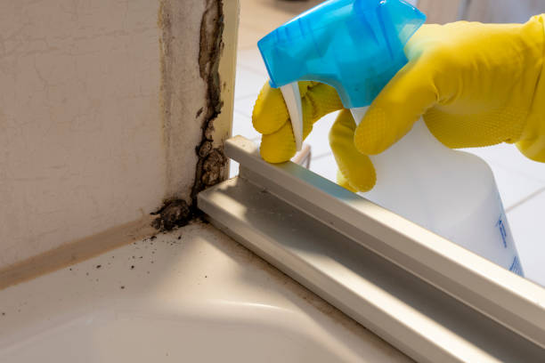 Best Office Mold Removal Services  in Lantana, TX