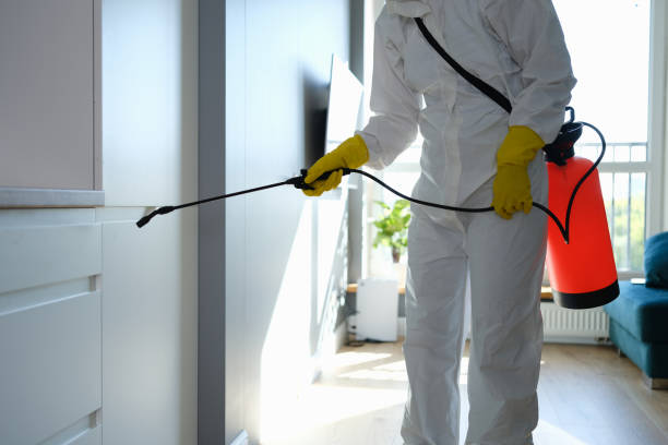 Best Certified Mold Removal  in Lantana, TX