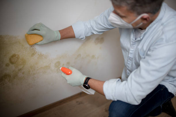 Best Mold Remediation  in Lantana, TX