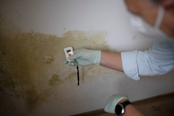 Mold Removal Process in Lantana, TX