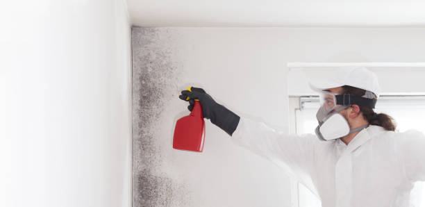 Best Fast Mold Removal  in Lantana, TX