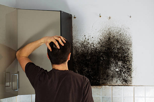 Professional Mold Removal in Lantana, TX