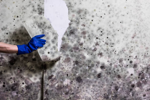 Best Office Mold Removal Services  in Lantana, TX