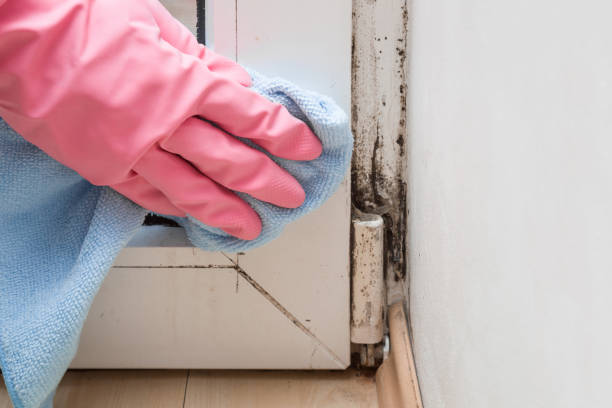 Best Black Mold Removal  in Lantana, TX